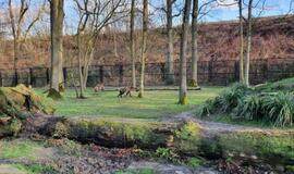 Bus griežtinami laukinių gyvūnų laikymo nelaisvėje reikalavimai