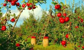 Daugiau kaip tūkstantis Lietuvos mokyklų ir darželių turės savo sodus