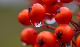 Lietuvoje pakvips rudeniu: lauke malonu nebus