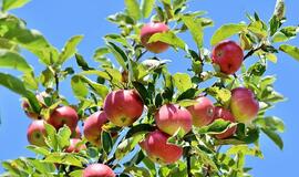 Obuolių šiemet bus daugiau, bet sulčių spaudėjai darbo dar neturi