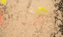 Išskirtinė dvikova Baltijos jūroje: Lietuvos „Ambersail 2“ susirungs su identiška „Sailing Poland“ jachta