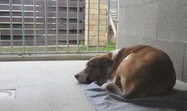 Siūlo griežtinti gyvūnų veisimo taisykles, bausmes už žiaurų elgesį