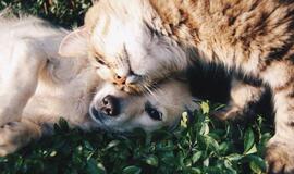 Siūloma ženklinti visus gyvūnus augintinius