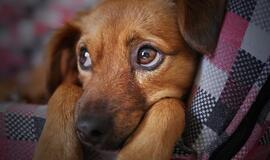 Svarstys, ar griežtinti bausmes už žiaurių elgesį su gyvūnais