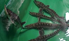 45 tūkstančiai aštriašnipių eršketų įkurdinti į Baltijos jūrą įtekančiose upėse