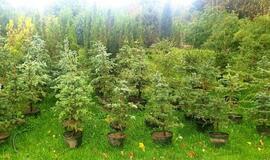 Jau galima rezervuoti savo Kalėdų eglutę