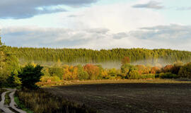 Miškus reikia ne tik sodinti, bet ir prižiūrėti