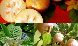 Rudeniniai valgomieji augalai: ne tik dekoratyvūs, bet ir naudingi sveikatai