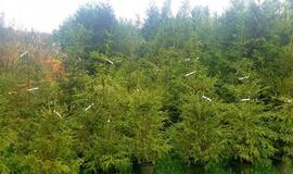 Eglutes nuomoja jau nuo spalio vidurio