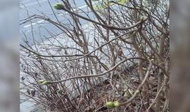 Gyvenimas pro langą: Cha,- liko lygiai mėnuo iki Kalėdų...