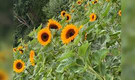 Gyvenimas pro langą: špokinyčios ir kalėdinės girliandos