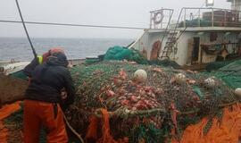 Okeaninė žvejyba: nulinė ešerių kvota, krevetes jau leista gaudyti