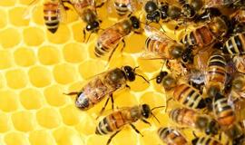 Virusų užkluptiems kvėpavimo takams – veiksminga pagalba iš bičių