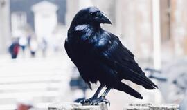 12 skandalų ir krizių, 2020-aisiais juodvarniais laksčiusių