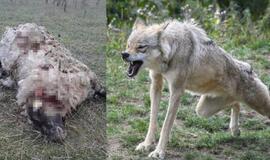 COVID-19 sustabdė ir medžiokles, o vilkai siautėja toliau