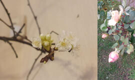 Gyvenimas pro langą: kalėdiniai stebukliukai ir besitęsiantys lėkimo maratonai