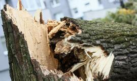 Keliuose po vėjo gūsių gali būti nuvirtusių medžių ar nukritusių šakų