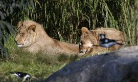 Koronaviruso infekcija nustatyta keturiems liūtams