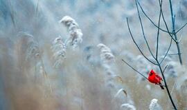 Trečiadienio horoskopas 12-ai zodiako ženklų