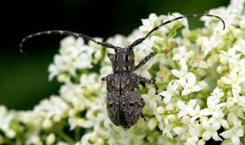 Europinių pažeidimų darbotvarkėje Lietuvai – ir ilgaūsio vabalo likimas