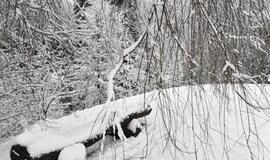 Gyvenimas pro langą: Prie ko čia Henris Fordas?