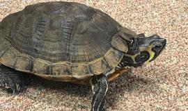 Klaipėdoje – neeilinė gelbėjimo operacija: Pempininkų fontane rastas gyvūnas