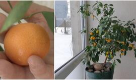 Lietuvės namuose sirpsta mandarinai: užsispyrė dar išauginti mangų ir bananų