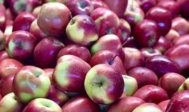 Obuoliai karaliauja ir žiemą:jų nauda organizmui ir patarimai, kokiomis sąlygomis juos laikyti