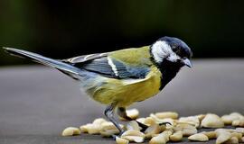 Paukščiai žiemą: lesinti tik kokybišku maistu