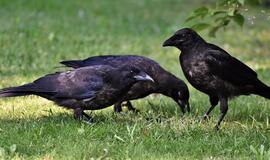 Romoje po naujametinių fejerverkų gatvėse rasta šimtai negyvų paukščių