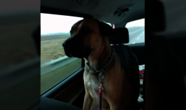 Šilutės gyventojus apie metus terorizavęs šuo atimtas iš jo šeimininkų