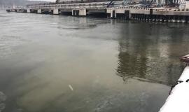 Kuršių marios ties Smiltynės perkėla turi būti stebimos