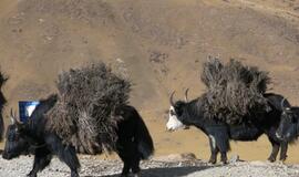 Metalinio Jaučio metai atneš mutavusius virusus