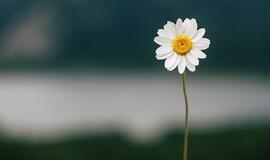 Pirmadienio horoskopas 12-ai zodiako ženklų