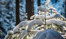Prieš suvaržymus protestuojantys Latvijos kirpėjai kerpa apsnigtuose miškuose ar ant ledo