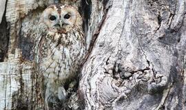 Šeštadienio horoskopas 12-ai zodiako ženklų