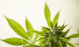 Už kanapių ekstrakto platinimą - laisvės apribojimas