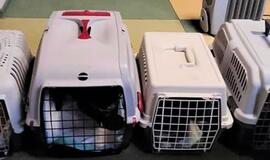 Gyvūnų prieglaudai Plungėje – skaudus valdžios antausis: paliko šalti ir dar pasityčiojo