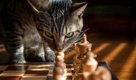 Ketvirtadienio horoskopas 12-ai zodiako ženklų