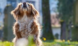 Ketvirtadienio horoskopas 12-ai zodiako ženklų