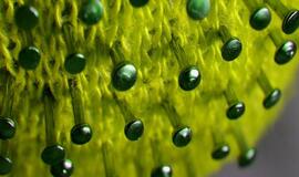 NVSC informuoja apie kovo 11 dienos COVID-19 protrūkius