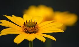 Penktadienio horoskopas 12-ai zodiako ženklų