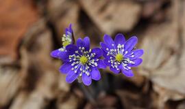 Pirmadienio horoskopas 12-ai zodiako ženklų