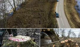 Rusnėje – aistros dėl iškirstų medžių: tyrimą atliekantys aplinkosaugininkai jau suskaičiavo tūkstančius kelmų