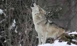 Sumedžiojus limitą, nutrauktas vilkų medžioklės sezonas