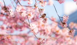 Trečiadienio horoskopas 12-ai zodiako ženklų