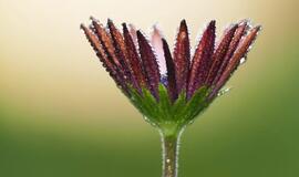 Trečiadienio horoskopas 12-ai zodiako ženklų