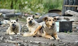 Šunys, ieškodami maisto, rausia mirusių gyventojų kapus