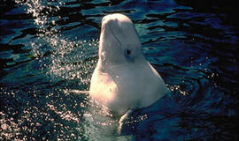Prancūzijoje Senos upėje įstrigęs baltasis delfinas ištrauktas iš vandens