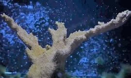 Kaip išgelbėti nykstančią koralų rūšį